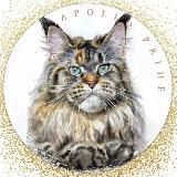 Мейн-куны от Apollo Pride. Гордость и Совершенство.