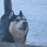 ray.collar Chat