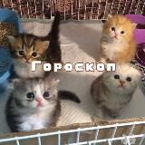 •Гороскоп•сс•