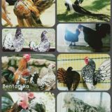 FAQAT KICHKNA ZOTLAR🐓