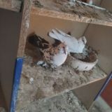 {🕊️{YAYPAN QUSHLARI }🕊️}