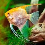 Говорящая рыбка с Гедройца