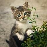 Созвездие Нюми