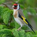 sᴀᴠᴀ&ᴋᴏᴋɪʟ ʙᴏᴢᴏʀɪ