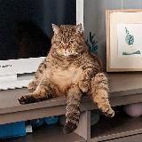 𝓷𝓮 𝓚𝓸𝓹𝓮𝓷𝓰𝓪𝓰𝓮𝓷*