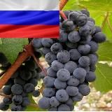 РВК рекомендует вина России