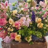 Pr Boudiaf histologie genetique