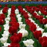 Lola Qizg'aldoq 🌹😁🌹