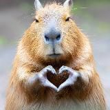 Капиба́рыня