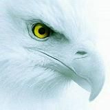 ✠𝖂𝖊𝖎ß𝖊𝖗 𝕬𝖉𝖑𝖊𝖗✠Der Kanal