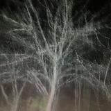 нытик с гитарой