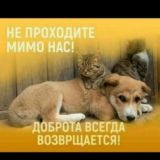 Пародистые собачки🐶🐶🐶🐱