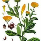 Calendula extract