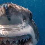 Бизнес Хроники