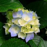 قناة الشيخ محمد بن عمر بازمول