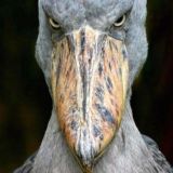 Мелодии и ритмы