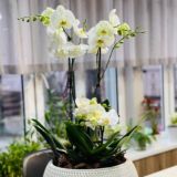 🌹Jozibali Ayol🌹