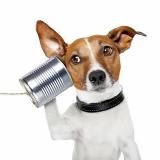 DogsMSK • info