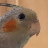 попка дурак