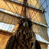 magie bizarre | Наталия Осояну