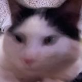 коллекция мемов (без лягушек)