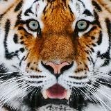 Тигрята — вакансии про контент