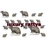 Luxury rattys🐀