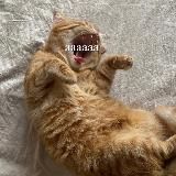 Твои загоны