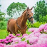 همسات الطبيعة ( طيور و حيوانات )