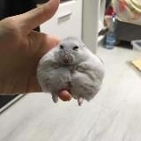 Cool Hamster Chanel🐹