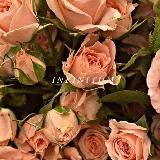 𝐼 𝑛 𝑓 𝑖 𝑛 𝑖 𝑡 𝑢 𝑚 💕