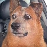 America First 🇺🇸