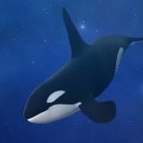 Capital Whale Выплаты