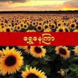 ရွှေနေကြာ