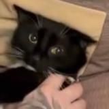 Антон Ванюшов