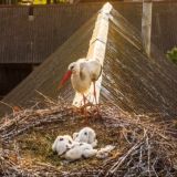 Слуцк говорит