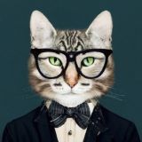 Кот трейдера