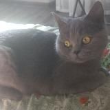 Кошки - мурлышки🐈