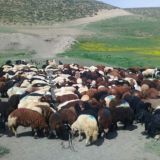 🐐بـازار دامـداران وکشاورزان شمال غـرب وغرب 🚜