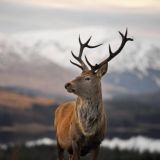 🇮🇹🎄Gruppo AlFox