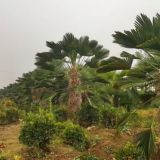 Gul Bozor🌴🌺🌱🌹🌲🌼🌵🏵🌳🌷🌸🌿💐🍀💮🌾🍃🍁🥀🍂🍎🥦🥑🍒🍊🥔🍐🍉🍌🍓🍍🥝🍄🌽🥥🍅🍈🍇🍑🌶🇺🇿🎋🍆🍋