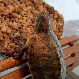 Спайкуша🐢🫶