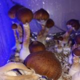 🍄 Hongos Agaricales Mágicos 🍄