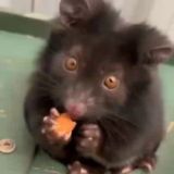 Калейдоскоп новостей Chat