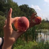 Персиковая роща 🍑