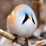 Roumd Birds and Squirrels