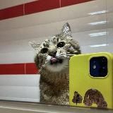 МногоКотовье