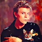 Memes, cats and Bowie