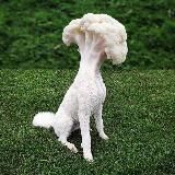 Шизобазис «Мурзилка»