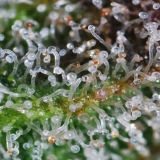 מיצויים קניה ומכירה